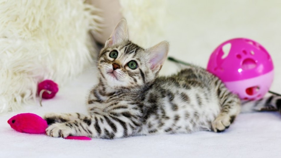 Que no te engañen: 5 razas de gatos que son extremadamente inteligentes Que no te engañen: 5 razas de gatos que son extremadamente inteligentes