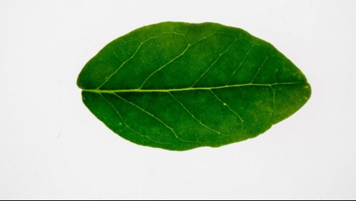 Para dormir y el dolor de estómago: 5 beneficios que no conocías de la infusión de boldo