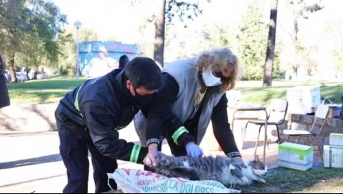 Joven policía muere por virus de rabia luego de no tratarse una mordida de gato callejero