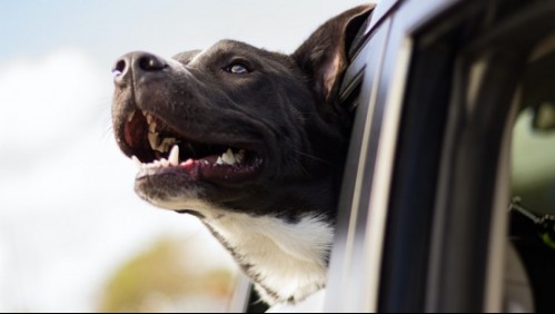 Cuidado de los dientes de tu perro: Cuándo debes consultar a un especialista