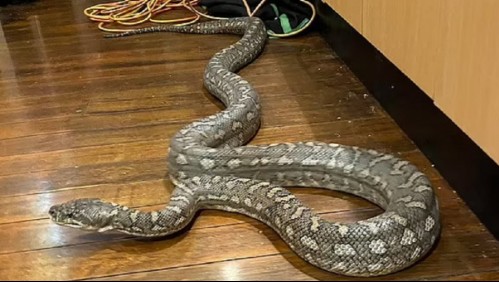 Hallan una serpiente pitón de tres metros de largo escondida en el techo de una cocina