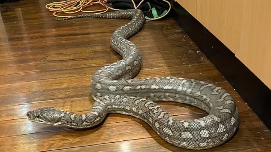 Hallan una serpiente pitón de tres metros de largo escondida en el techo de una cocina Hallan una serpiente pitón de tres metros de largo escondida en el techo de una cocina