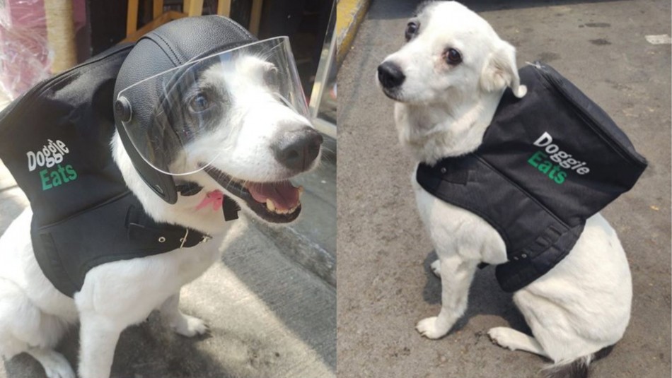Perrita Perrita