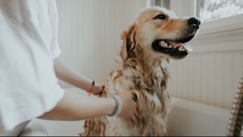 ¿Qué tan seguido debes bañar a tu perro? Esto debes hacer para cuidarlo bien en casa