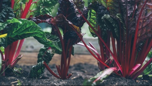 Los beneficios de la acelga: Tiene múltiples vitaminas, fortalece huesos y ayuda a bajar de peso