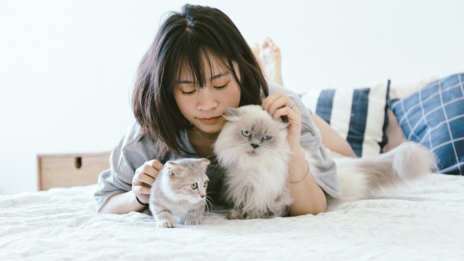 ¿Quieres que tu gato te quiera? Sigue estos 5 consejos ¿Quieres que tu gato te quiera? Sigue estos 5 consejos
