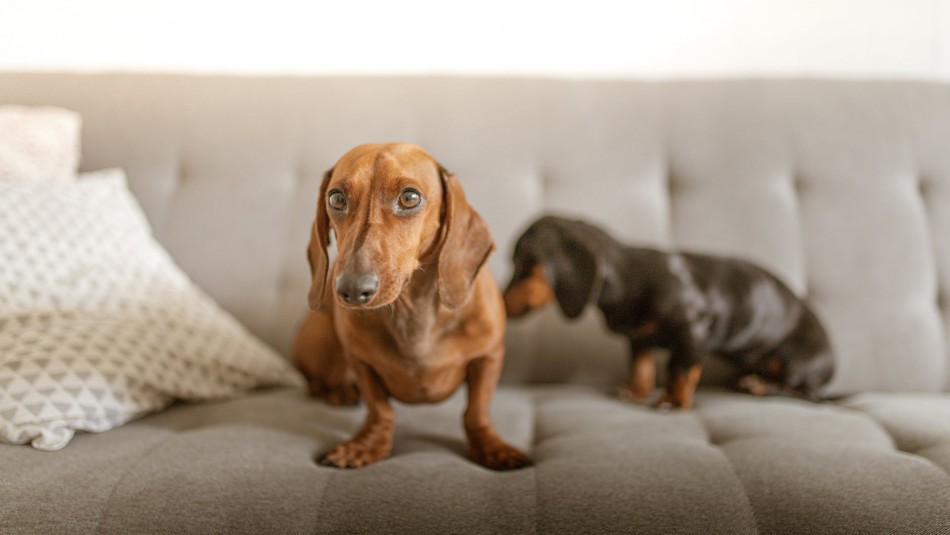 10 razas de perros ideales para casa pequeña o departamento, Sociedad, La  Revista