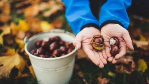 Cinco razones para comprar y comer castañas este otoño
