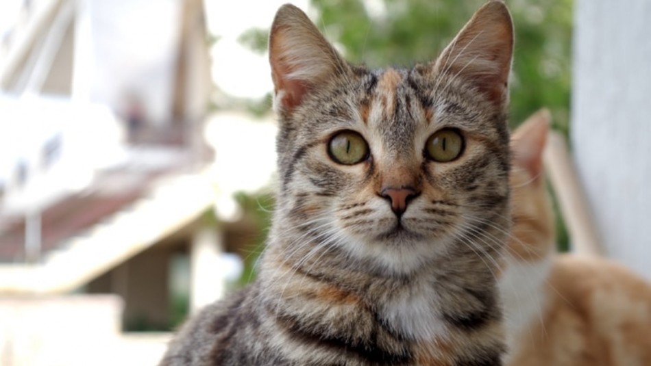 ¿Sabes cuál es la raza del gato que está en tu hogar? ¿Sabes cuál es la raza del gato que está en tu hogar?