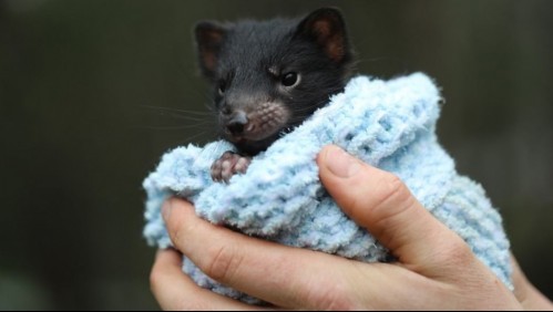 Nacen siete crías de demonio de Tasmania después de 3.000 años en Australia continental