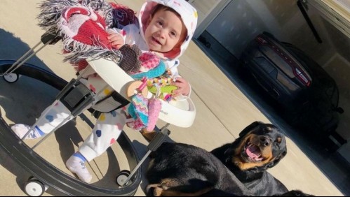Bebé de 10 meses muere tras ser atacada por los dos perros rottweiler de su papá
