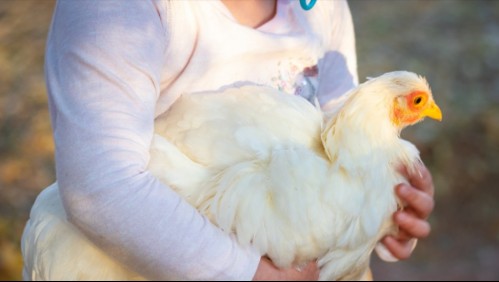 Por esta razón no debes besar a pollos y gallinas: autoridades sanitarias lanzan advertencia