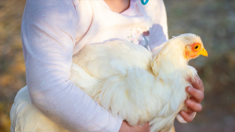 Por esta razón no debes besar a pollos y gallinas: autoridades sanitarias lanzan advertencia Por esta razón no debes besar a pollos y gallinas: autoridades sanitarias lanzan advertencia
