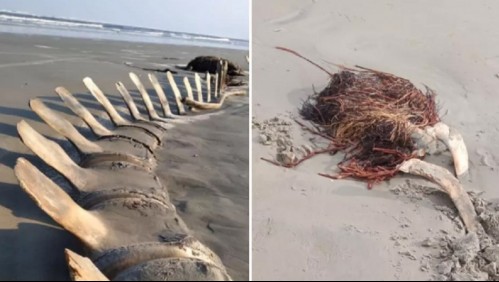 Desaparece 'misteriosamente' esqueleto de 14 metros de una ballena en una playa