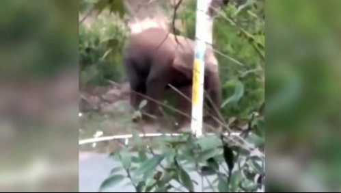 Manada de elefantes avanza sin control provocando daños en ciudades y campos