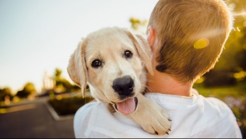 Está en sus genes ser los mejores amigos: Perros nacen preparados para entender a los humanos