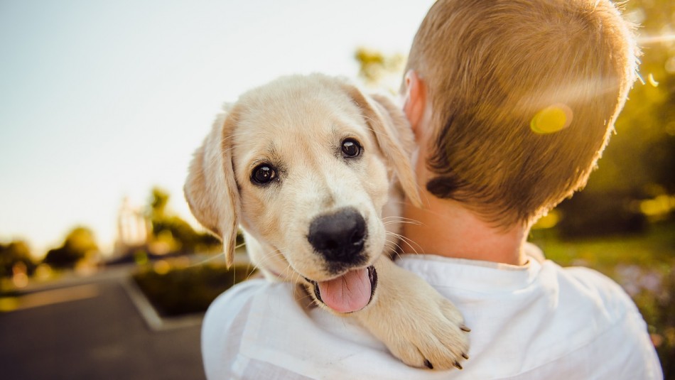 Está en sus genes ser los mejores amigos: Perros nacen preparados para entender a los humanos Está en sus genes ser los mejores amigos: Perros nacen preparados para entender a los humanos