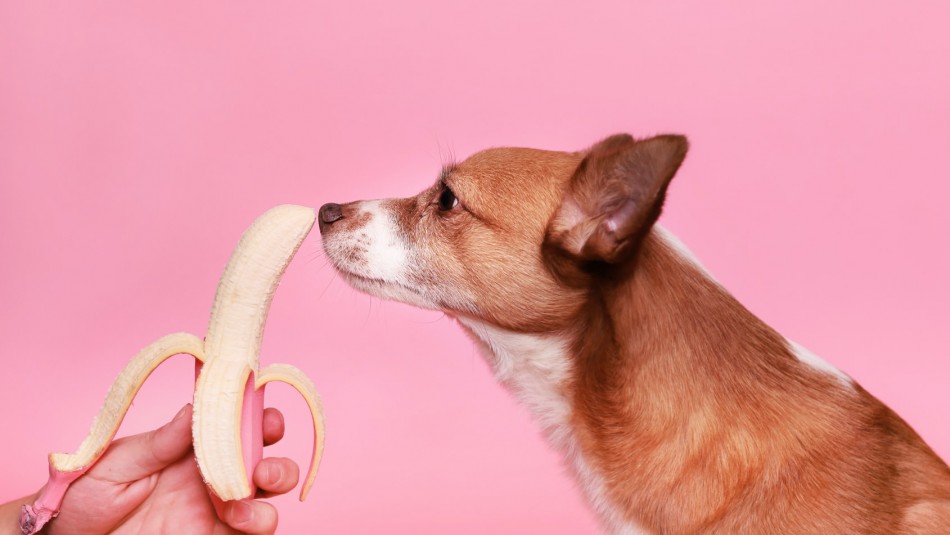 Podría ser mortal: 4 frutas que jamás deberías darle a tu perro