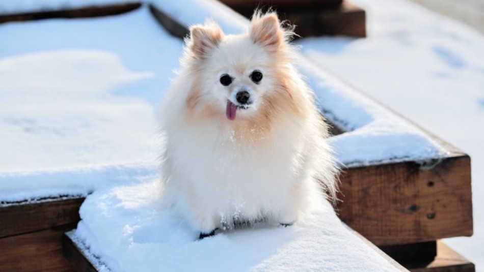 Son los más pequeños: 13 razas de perros que son las más chicas del mundo Son los más pequeños: 13 razas de perros que son las más chicas del mundo