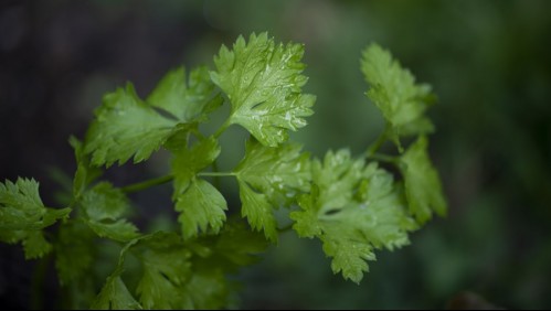 No solo naranjas: Las frutas y verduras que te entregan vitamina C