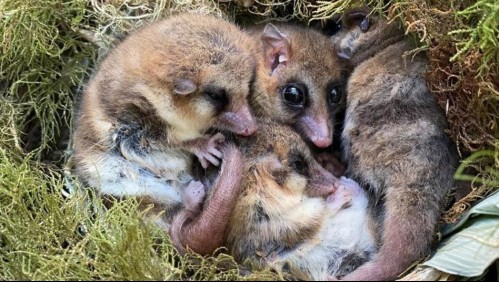 Roban 20 monitos del monte desde estación biológica de la Universidad Austral