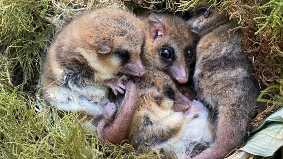 monitos-del-monte-robados Roban 20 monitos del monte desde estación biológica de la Universidad Austral