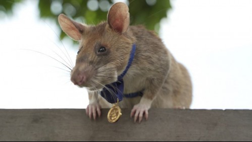 Rata se 'jubila': Era experta en detectar minas en Camboya y fue condecorada por su valentía