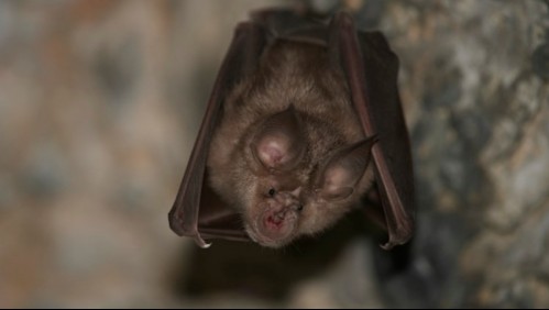 ¿Dónde será la próxima pandemia? Estudio asegura que la población de murciélagos tiene la clave
