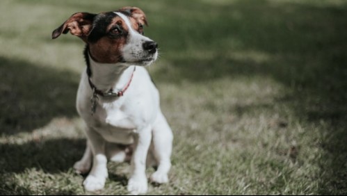 Leptospirosis: La bacteria que tiene en alerta a los dueños de perros