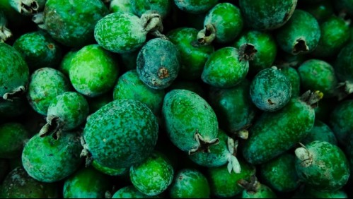 La fruta de la eterna juventud: Conoce sobre los beneficios de la desconocida feijoa