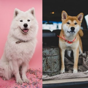 Perros que resisten el frío: 12 razas que están habituados a las bajas temperaturas Perros que resisten el frío: 12 razas que están habituados a las bajas temperaturas