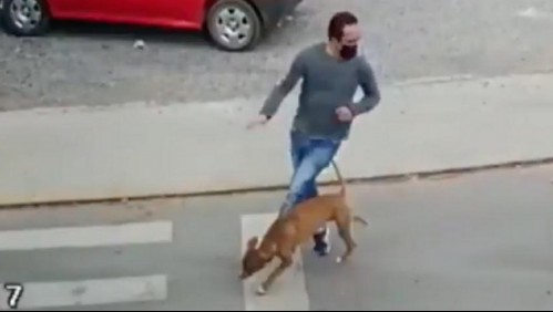 La triste e inesperada historia de un perro que 'atropelló' a un hombre en la calle