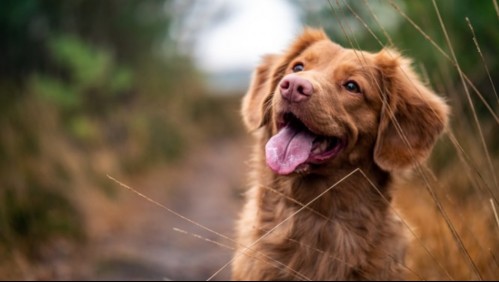 Los perros también se ríen: Conoce cómo detectar cuando tu mascota lo hace