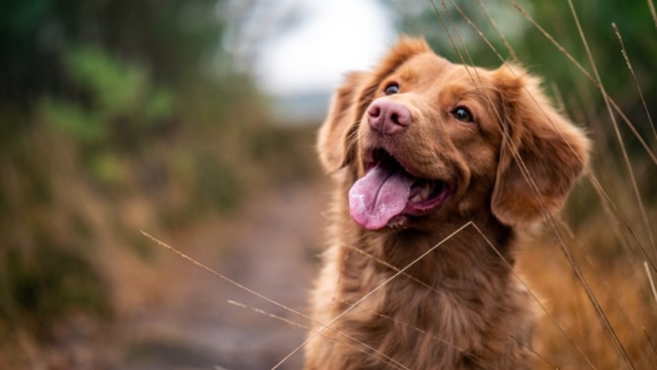 Los perros también se ríen: Conoce cómo detectar cuando tu mascota lo hace