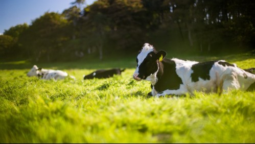 ¿Es recomendable seguir tomando leche de vaca?