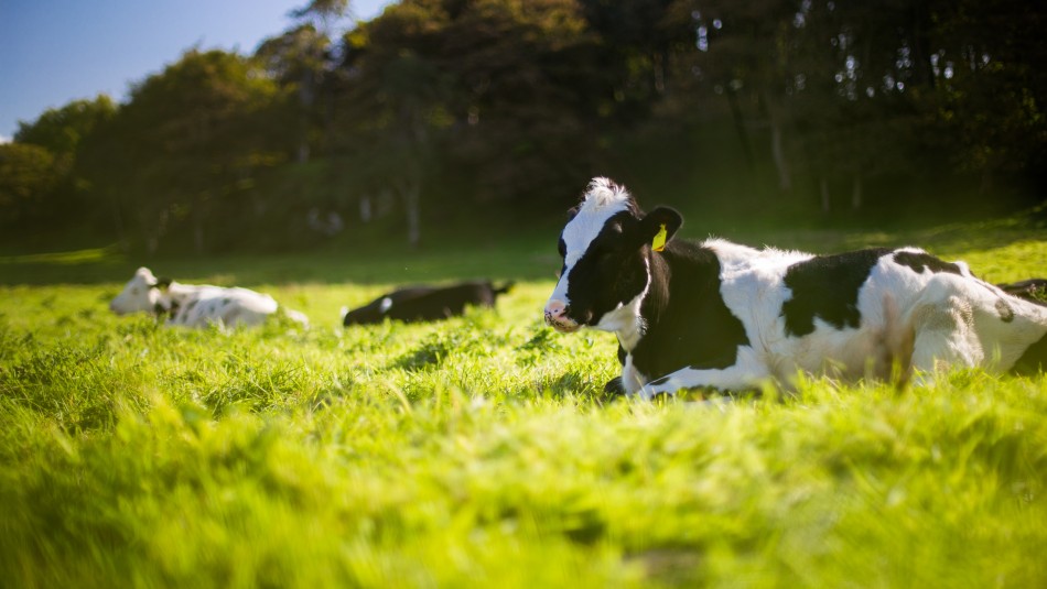 ¿Es recomendable seguir tomando leche de vaca?