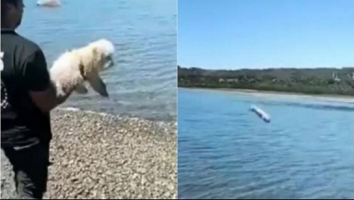 'Prohibición de acercarse al animal': La medida cautelar para hombre que lanzó perro al mar