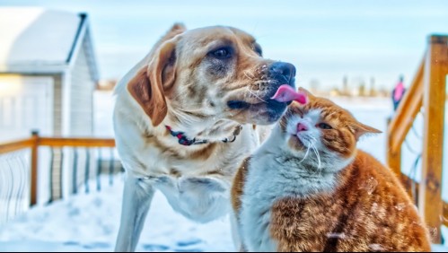 La ciencia resolvió el dilema: ¿Son más inteligentes los perros o los gatos?