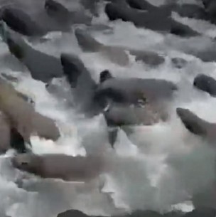 Talcahuano: Lobos marinos buscan resguardo en embarcación tras ataque de orcas Talcahuano: Lobos marinos buscan resguardo en embarcación tras ataque de orcas