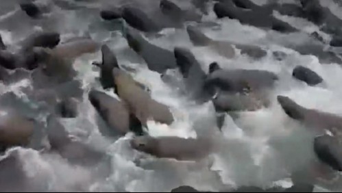 Talcahuano: Lobos marinos buscan resguardo en embarcación tras ataque de orcas