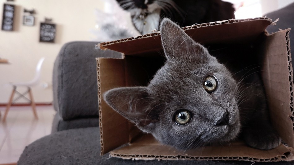 ¿Por qué los gatos aman tanto las cajas? ¿Por qué los gatos aman tanto las cajas?