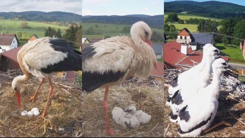 La conmovedora historia de una familia de cigüeñas tras la muerte de la madre