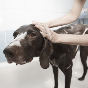 Que no se vuelva un trauma: Consejos para bañar a tu perro en casa como un profesional Que no se vuelva un trauma: Consejos para bañar a tu perro en casa como un profesional