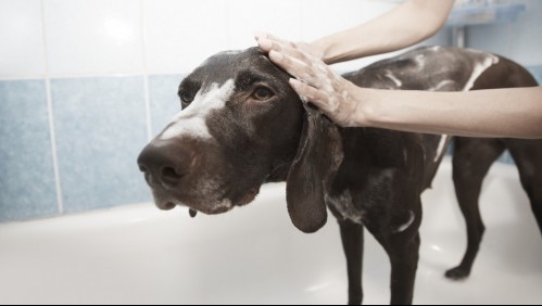 Que no se vuelva un trauma: Consejos para bañar a tu perro en casa como un profesional