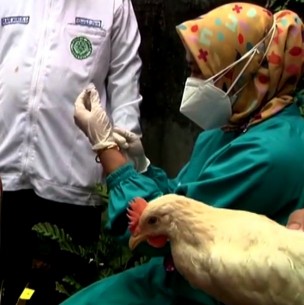 Gallinas para todos los vacunados: Así incentivan la inoculación contra el Covid-19 en Indonesia Gallinas para todos los vacunados: Así incentivan la inoculación contra el Covid-19 en Indonesia