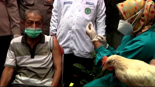 Gallinas para todos los vacunados: Así incentivan la inoculación contra el Covid-19 en Indonesia