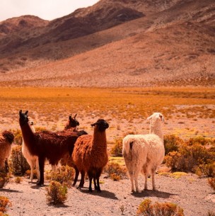 Anticuerpos de alpacas contra el Covid-19: Así se aplicará el tratamiento Anticuerpos de alpacas contra el Covid-19: Así se aplicará el tratamiento