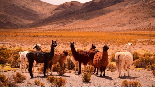 Anticuerpos de alpacas contra el Covid-19: Así se aplicará el tratamiento