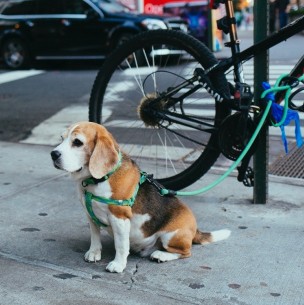 Los perros también necesitan calma: Cómo puedes ayudar a tu mascota a disminuir la ansiedad Los perros también necesitan calma: Cómo puedes ayudar a tu mascota a disminuir la ansiedad