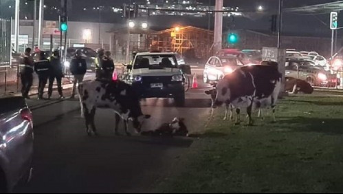 Vaca parió a su ternero a metros del acceso de supermercado en Quilpué